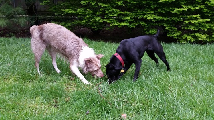 DoggerAndSydPlayBall