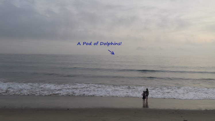 malibudolphins
